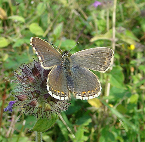 chalk-hill blue